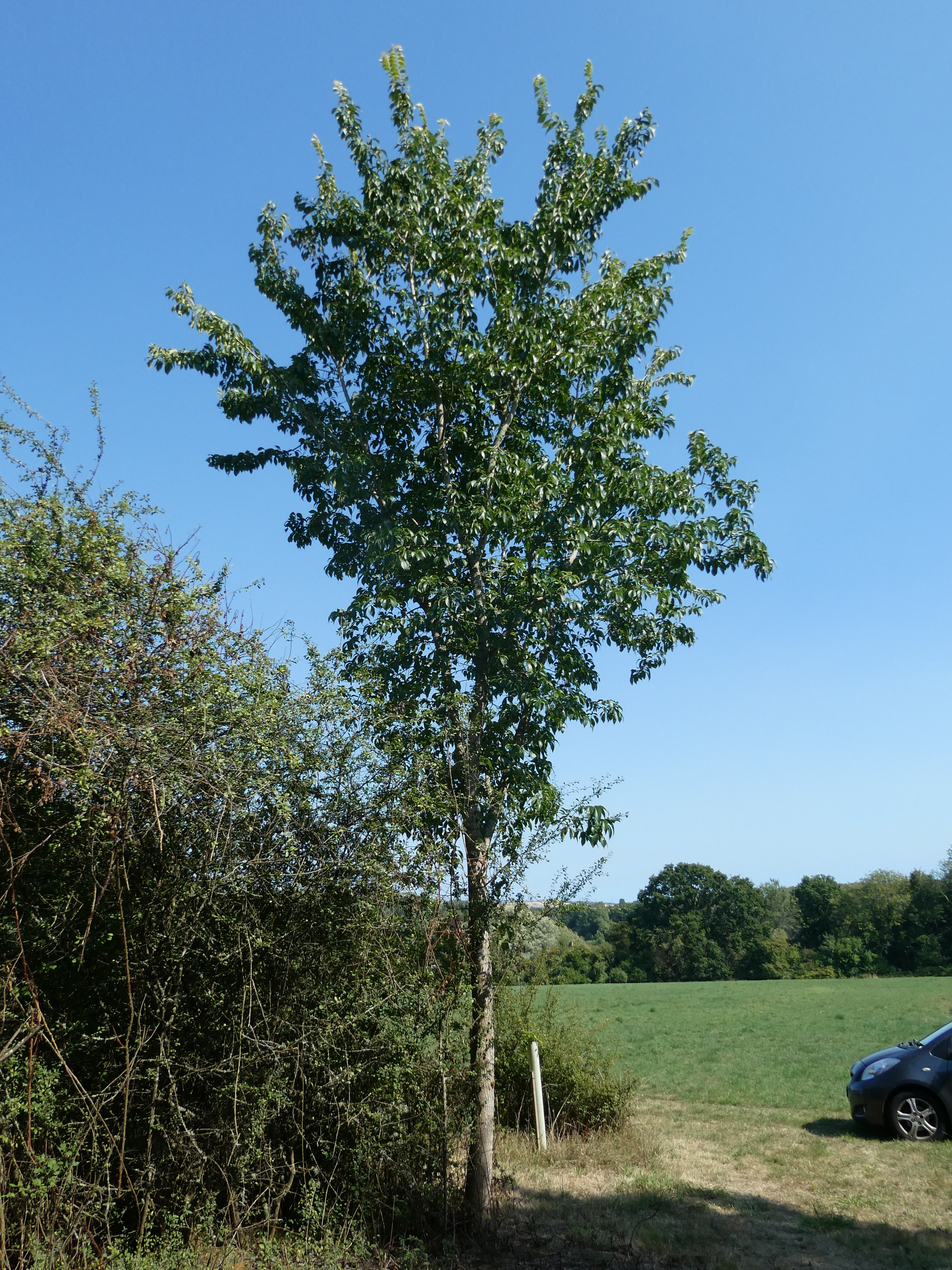 Phantasos Tree