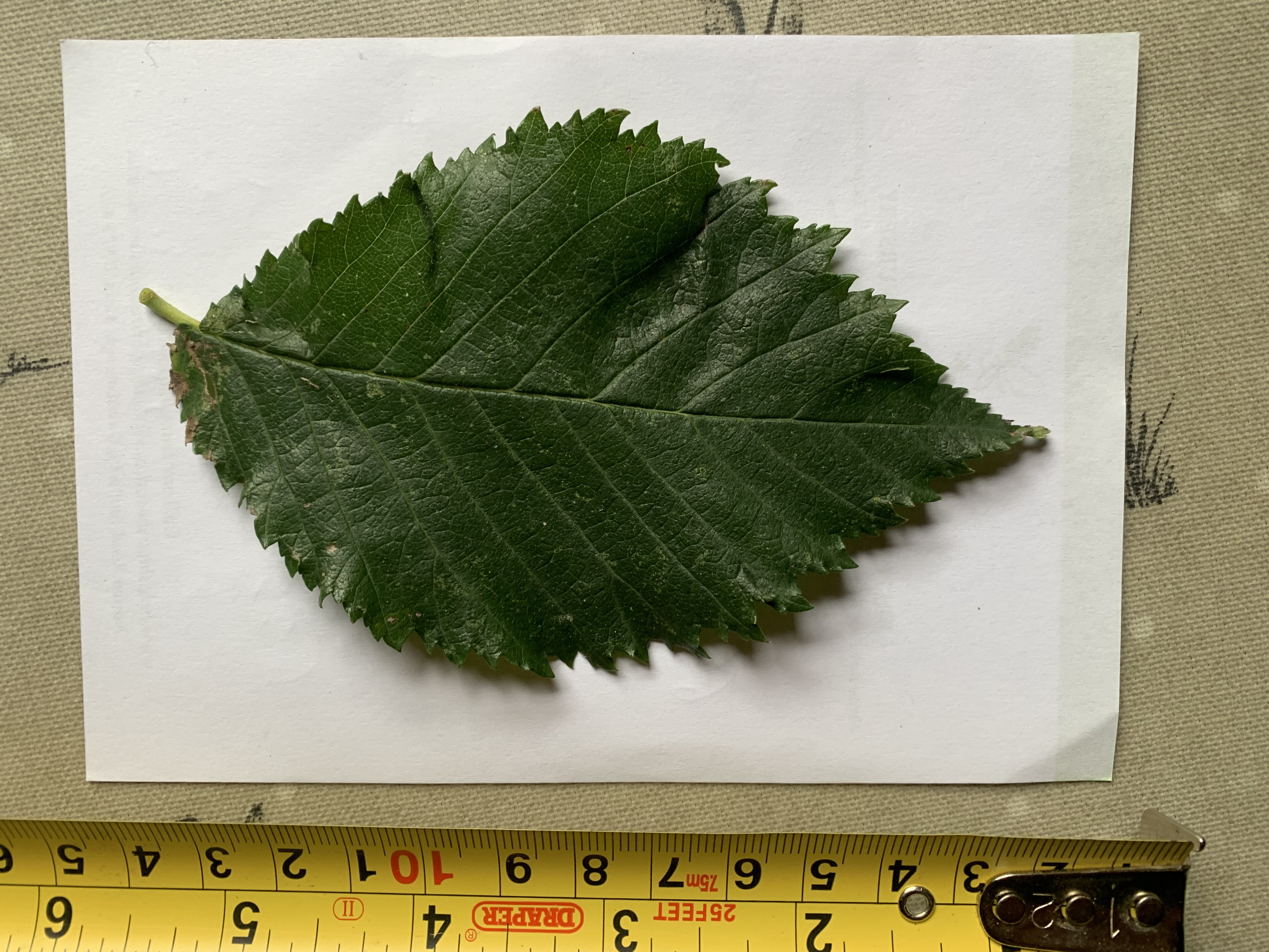 6.13 Herling Elm Leaf