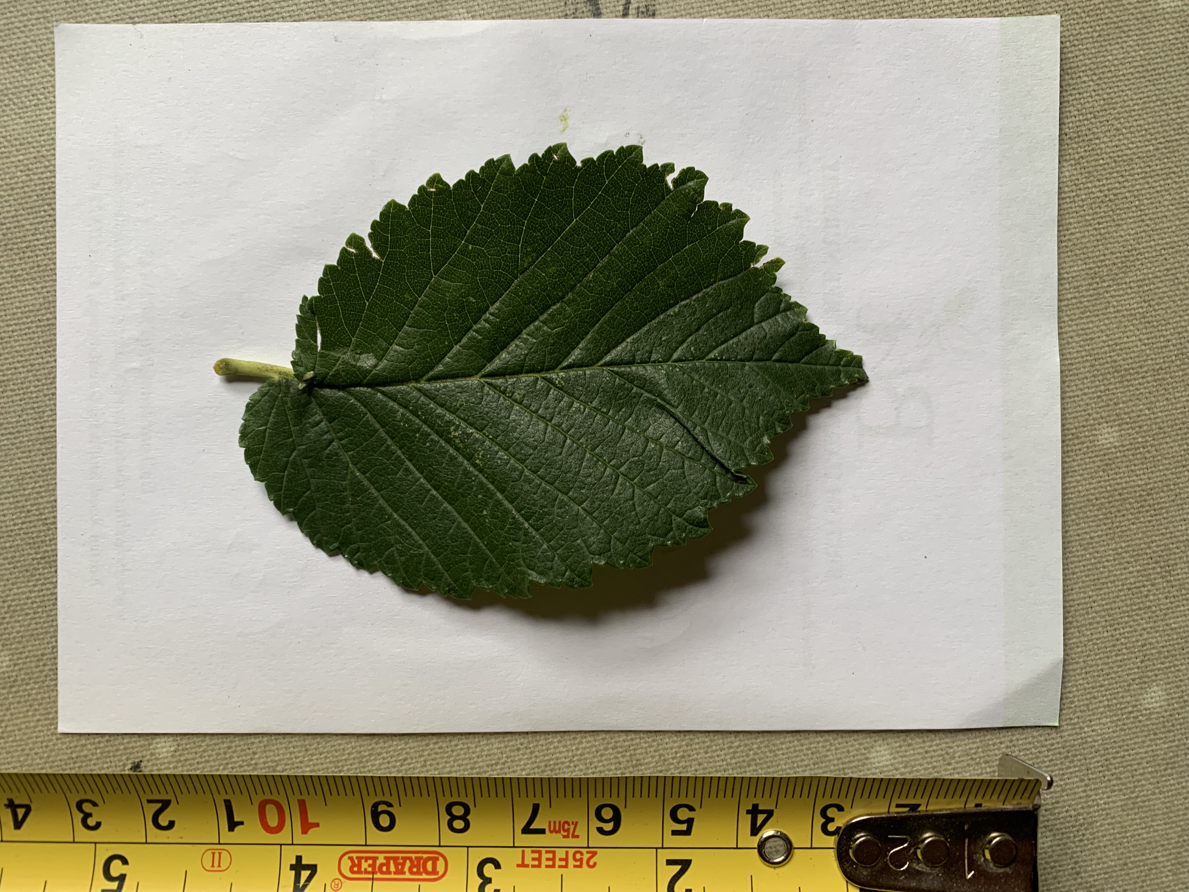 6.21 Herling Elm Leaf