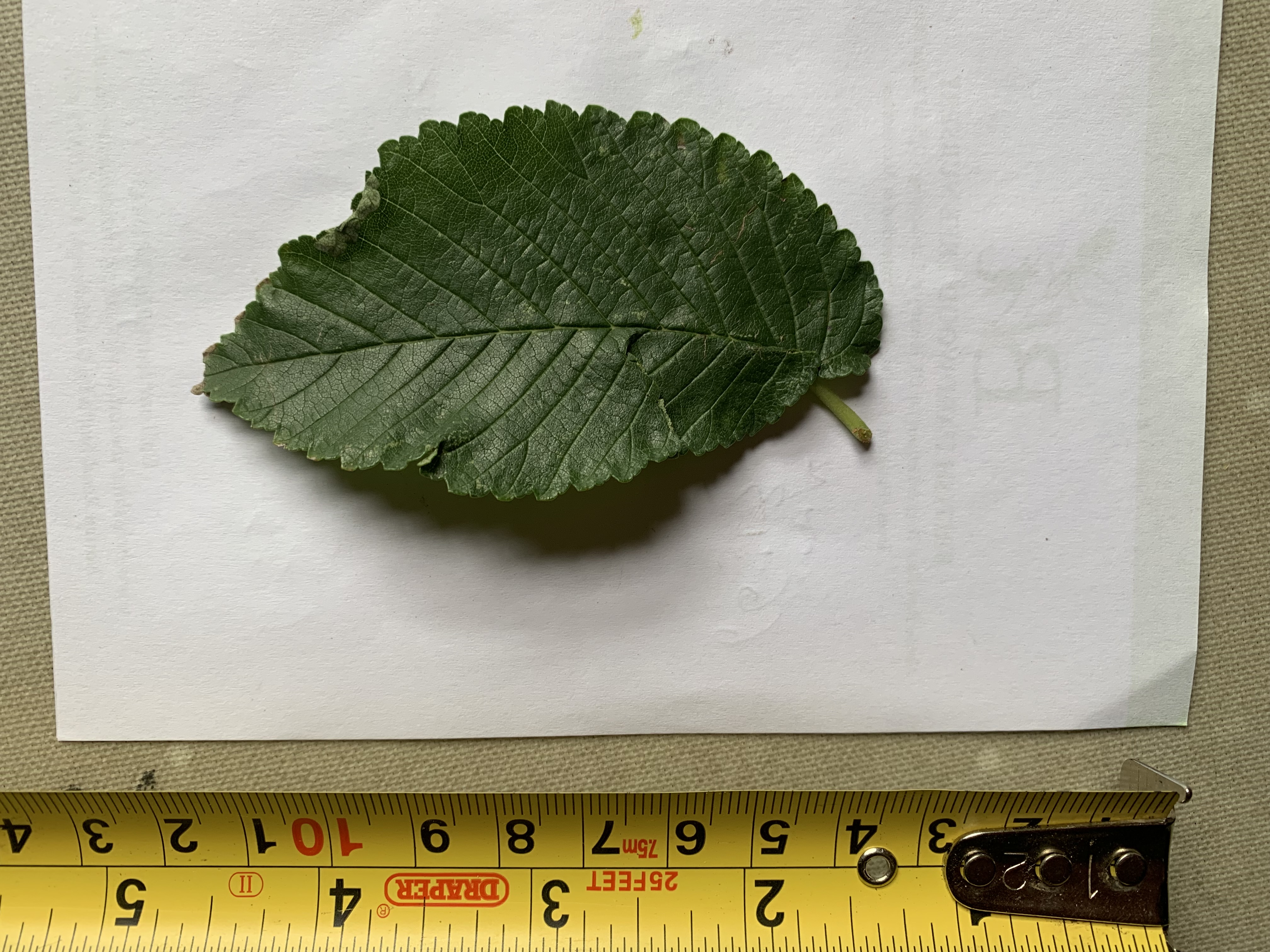 6.22 Herling Elm Leaf