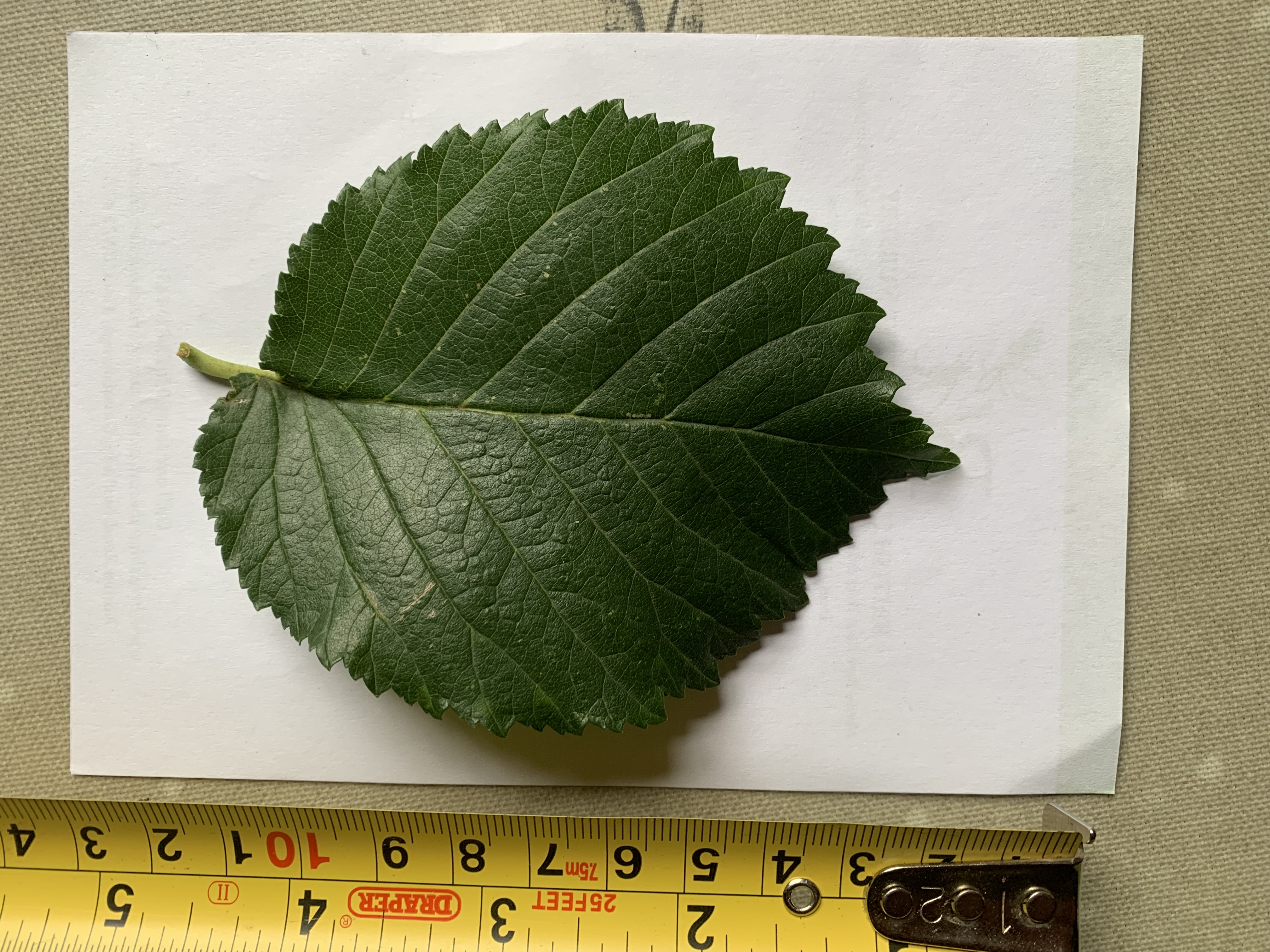 6.23 Herling Elm Leaf
