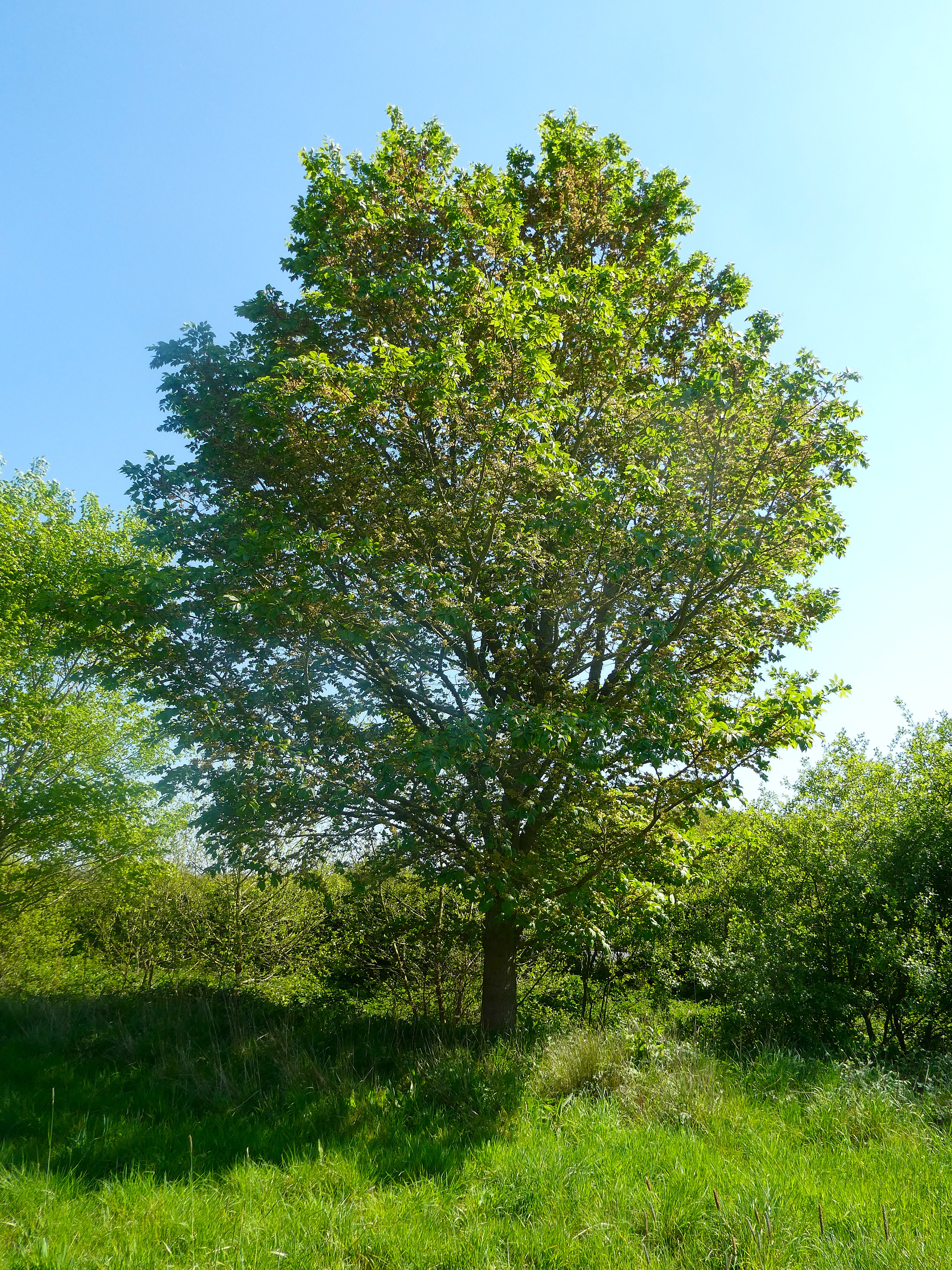 Phantasos Tree