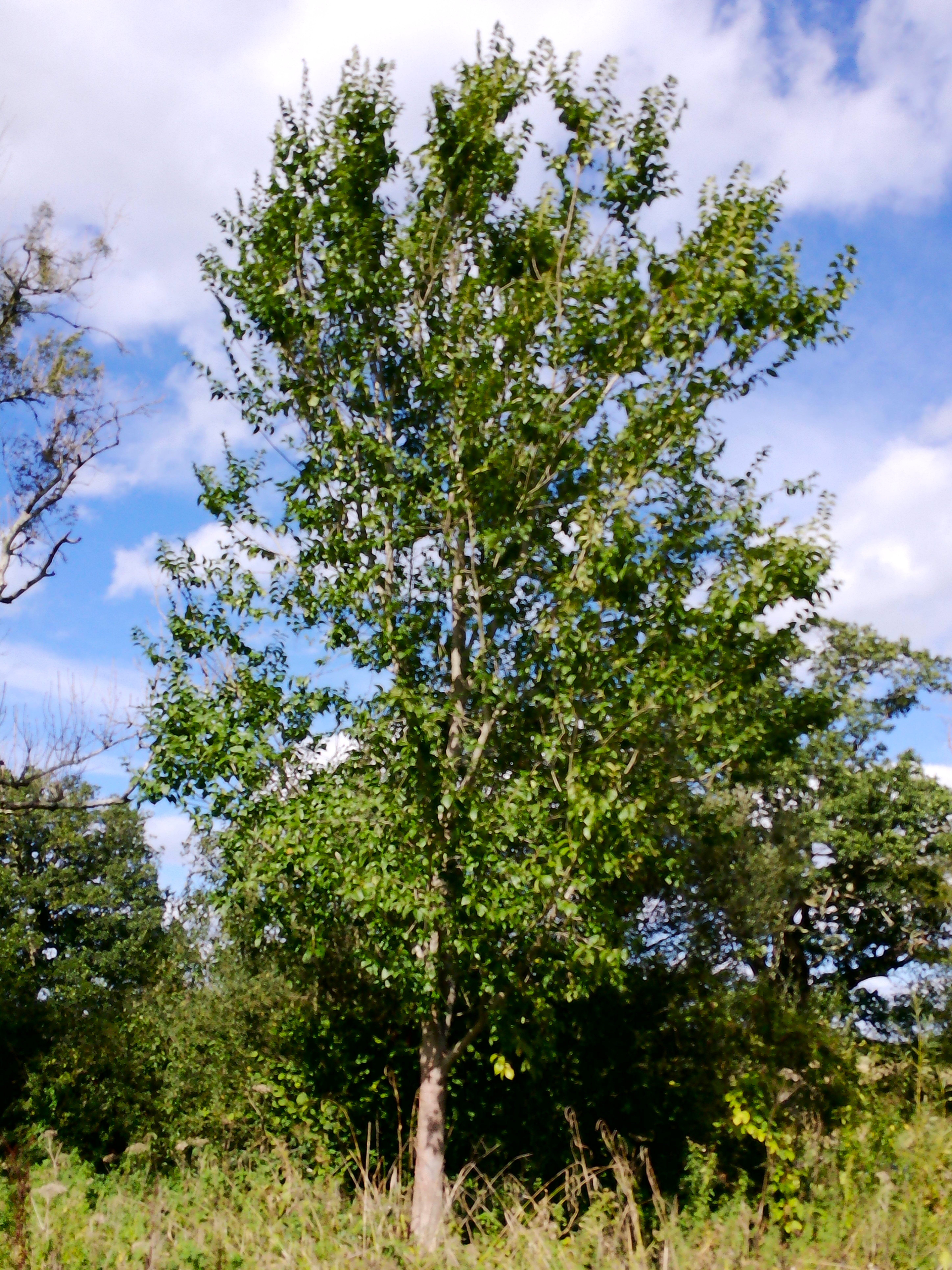 wingham tree